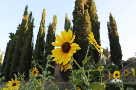Im Garten