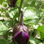 Melanzane