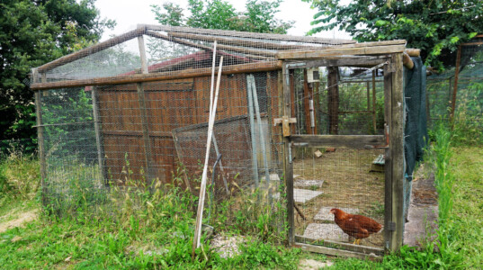 Frische Eier aus dem eigenen Hühnerstall