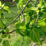 Feigenbaum