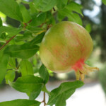 Granatapfel