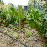 Wassertropfenanlage im Gemüsegarten