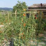 Gemüsegarten