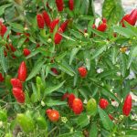 Peperoncini