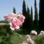 Rosen