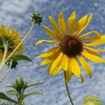 Sonnenblume