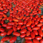 Tomaten aus der Gegend für die beste Basis des Sugos