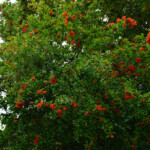 Blühender Granatapfelbaum