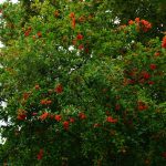 Blühender Granatapfelbaum