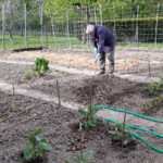 Es steckt viel Arbeit im Garten.