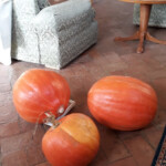 Die beste Kürbissuppe entsteht