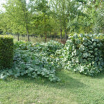 Hier gedeihen die unglaublichen Kürbisse