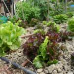 Frisch und knackig - die Salate