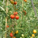 Tomaten