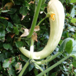 Sieht aus wie ein Zuccino ist aber ein Kürbis